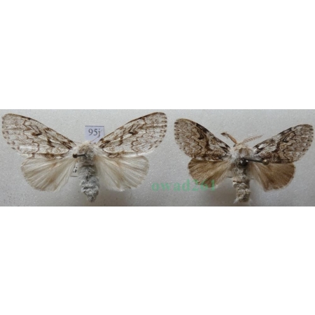 Calliteara abietis (Denis & Schiffermüller, 1775) pair Szczotecznica świerkowa Czech95j